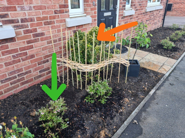 A front garden plot. There's few bushes, part of them is protected by a shabby hand made bamboo fence. The dirt is wet. There's two arrows, green points at the blueberries, orange at the other plant