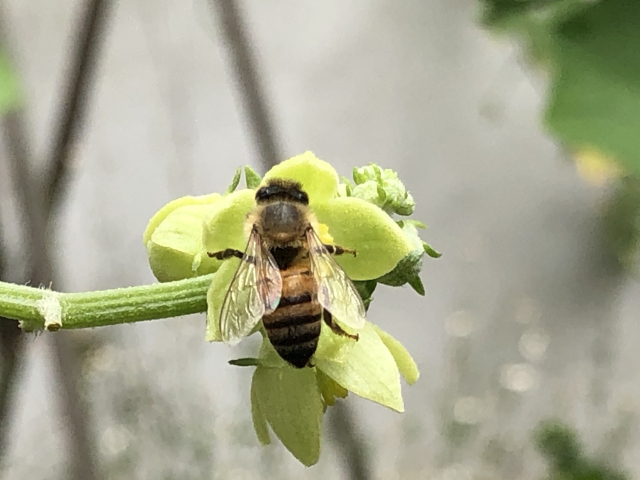 Una abeja muy ocupada en una flor de chayote.