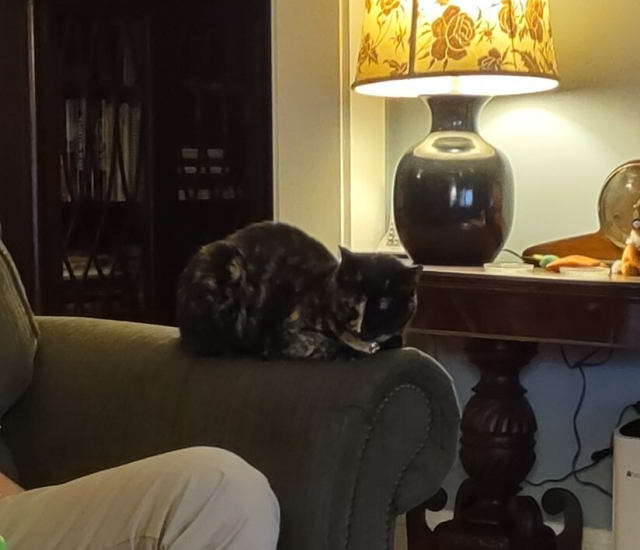 A mostly black cat in loaf-of-bread pose on the arm of the sofa. There's a person's knee in the lower left, and a lamp with a floral shade on a table behind.