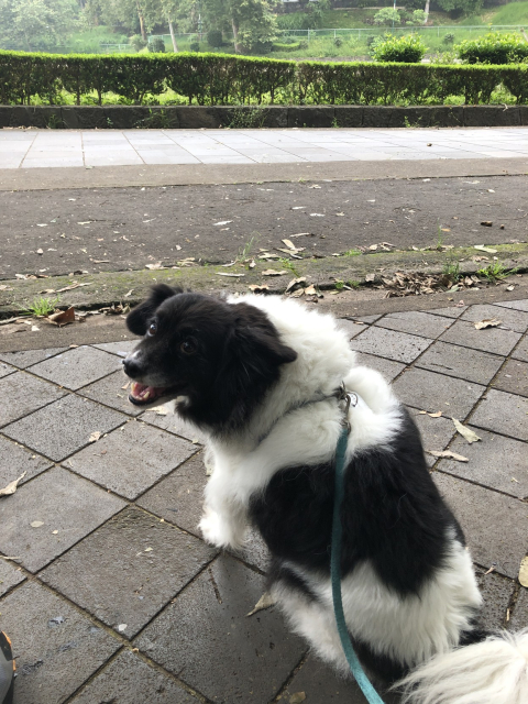 Mozzarello sentadito junto al camino de los lagos. Hay un poco de bruma sobre el lago, detrás de los setos.