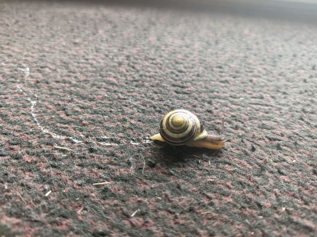 Even more detailed photo of a happy snail wiping his foot on the doormat