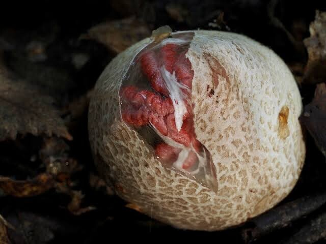 Clathrus archeri (aka devil's fingers fungus) in its shell. The pod is speckled and veined beige, with a transparent "window" showing bright red tendrils