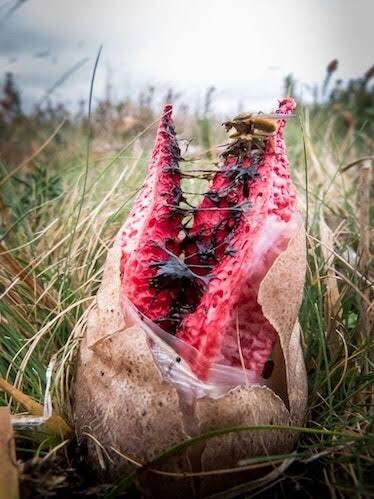 The pod has broken and the tendrils emerge vertically. They are red with black globs, making it look a bit like a frightening alien mouth with teeth