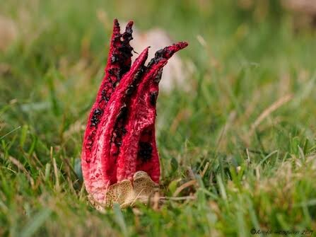 The pod has all-but disappeared, with the fungus now looking like a hand with its fingers touching at the tips