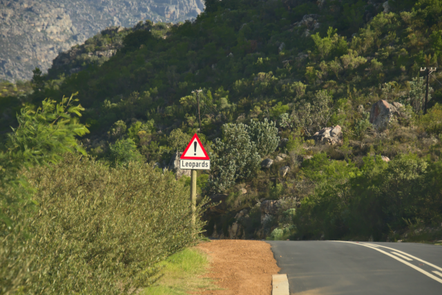 A narrow asphalt road leading into rocky, vibrantly shrub-covered mountains that fill the frame. There's a red dirt verge on the left and then bushes on the side, and just as the road vanishes around a bend, there's a warning sign - an exclamation mark inside a red-bordered white triangle, with the word 'Leopards' underneath. 