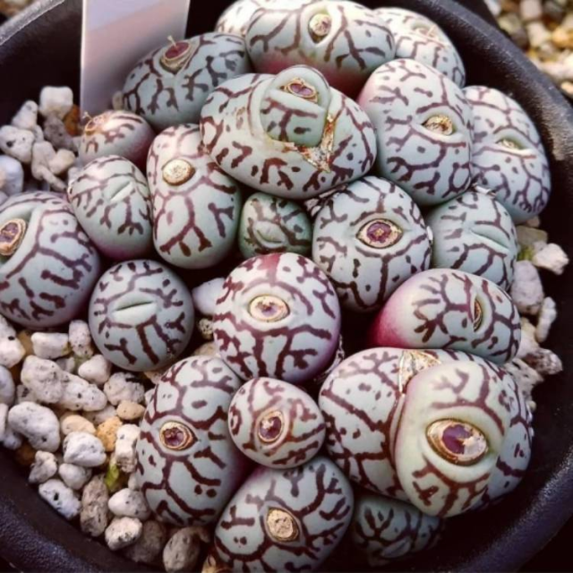a closeup of a garden pot. the plant looks like a pile of small rocks or beans, each white with what looks like a series of reddish-purple lines drawn on it. in the center of each is a space from which the plant will further sprout, and the ones that have sprouted look like eyeballs. it is weird as hell, my dudes.