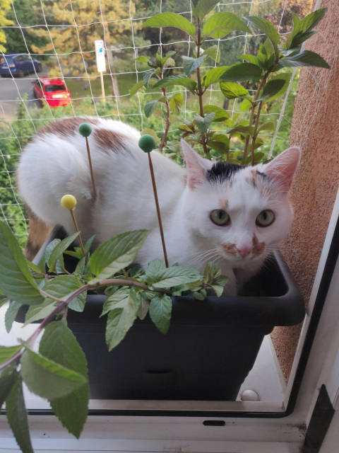 My lying in the pot with mint plant. From the pot all around my body are sticking out skewers with a little bead on the end that supposed to guard the pot against me. I am also too big, so my ass is hanging out of the pot.