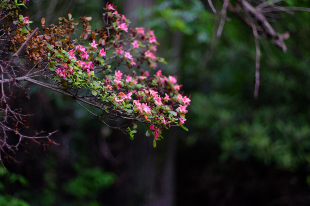 A tree branch with pink-red flowers.