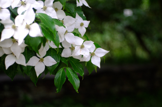 White blossoms and long, pointed green leaves.