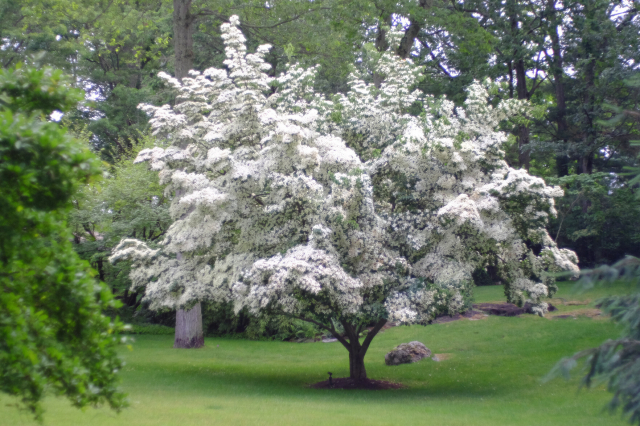 A big tree in a grassy vale, covered in white flowers.