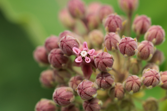 a pink milkweed flower that has bloomed amongst many closed pink buds