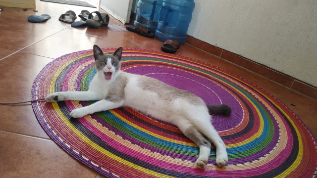una gata (robada) descansa sobre un tapete de palma circular coloreado de forma concéntrica en varios colores mexicanos. La gata bosteza plácidamente.

Al fondo se aprecian dos pares y medio de calzado diverso
