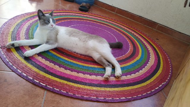 la misma gata de la foto anterior pero esta vez ella solamente mira al horizonte, como no dándose cuenta de la foto