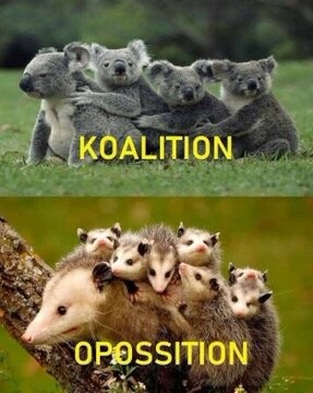 Two photos arranged vertically.

Above, a photo of 4 koalas hugging each other with the caption "Koalition".
Below, a photo of a mother opossum with her babies holding onto her, and the caption "Opossition".