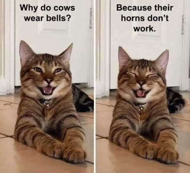 Photos of a cute smiling tabby cat telling a joke. 

Why do cows wear bells? 

Because their horns don't work.