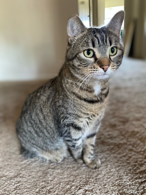 A picture of Ivy, a small grey cat with black and tan stripes,  sitting down, with her front paws crossed in front of one another, like a proper little lady 🖤 