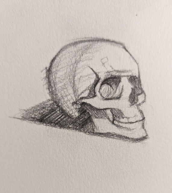 A drawing of a skull turned toward the viewer's right.