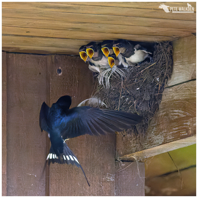 A barn swallow flying into a nest with some food for one of its hungry nestlings, under the eaves of an old barn.