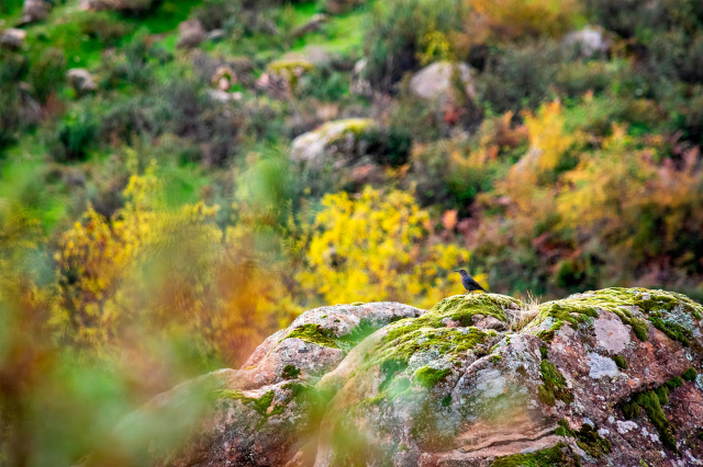 Ave desconocida posada sobre unas rocas cubiertas de musgo. // La Pedriza, zona de El Boalo. Parque Natural de Sierra del Guadarrama. Madrid."