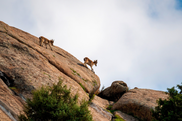 "Dos jóvenes cabras montesas preparadas para saltar en un risco. // La Pedriza, zona de El Boalo. Parque Natural de Sierra del Guadarrama. Madrid."