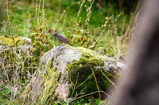 Foto de un ave (¿curruca?) posada en una piedra musgosa // La Pedriza, zona de El Boalo. Parque Natural de Sierra del Guadarrama. Madrid.