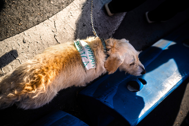 Foto de plano entero en vista cenital de un perro Golde Retriever que lleva un pequeño cartel de tela sujeto al cuerpo en el que se lee" Sanidad Pública". Columna este de la Manifestación por la Sanidad en Madrid que sale desde el Hospital de La Princesa.