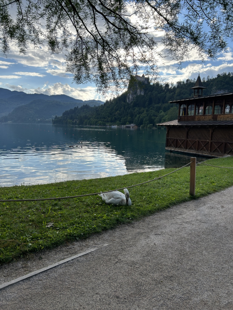Pohled na jezero Bled s labutí