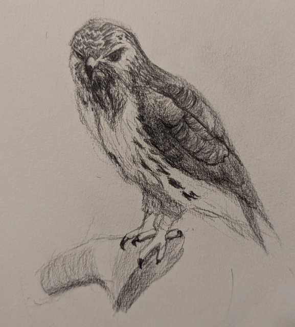 A black and white drawing of a Red-Tailed Hawk on a log. The hawk's body is facing the viewer's left, and its head is turned directly toward the viewer.