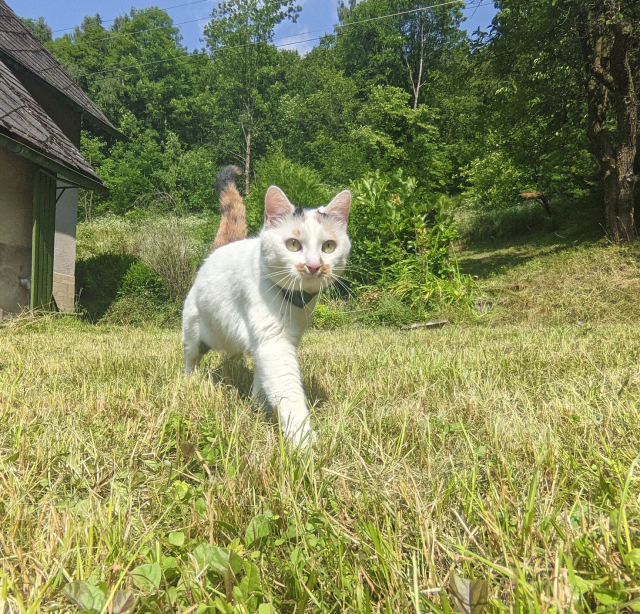 Me elegantly walking on a sunny garden through freshly cut grass.