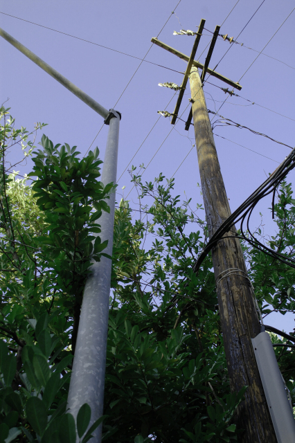 Slightly color shifted telephone pole and bushes from a low perspective 