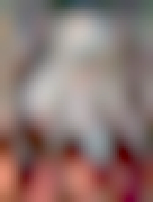 Na fotce je štěně švýcarského ovčáka.