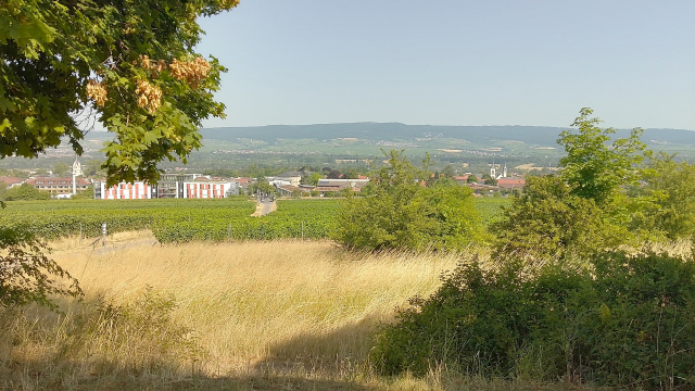 The view from my bench down into Ingelheim below, and across the Rhine onto the Taunus Mountains.