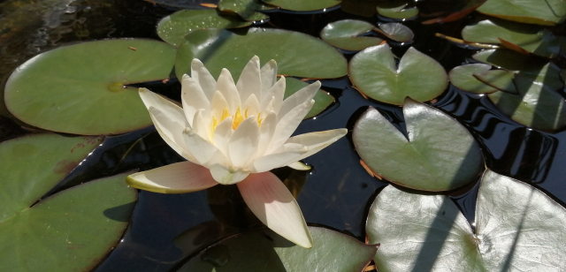 A white lillypad flower among green lillypads in a pond