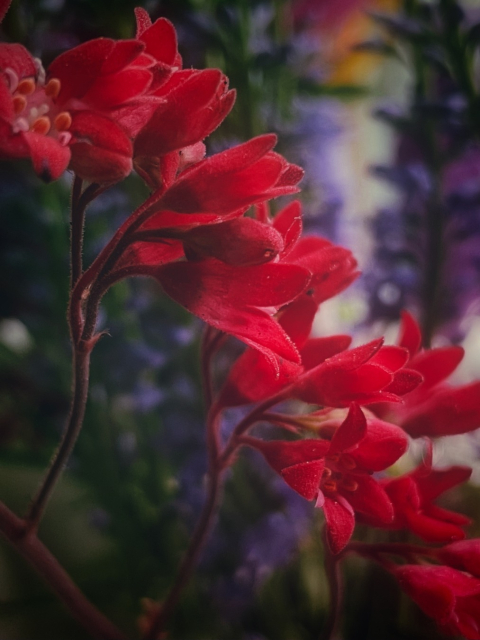 Rote Blüten, im Hintergrund unscharf lila Blüten und grüne Blätter