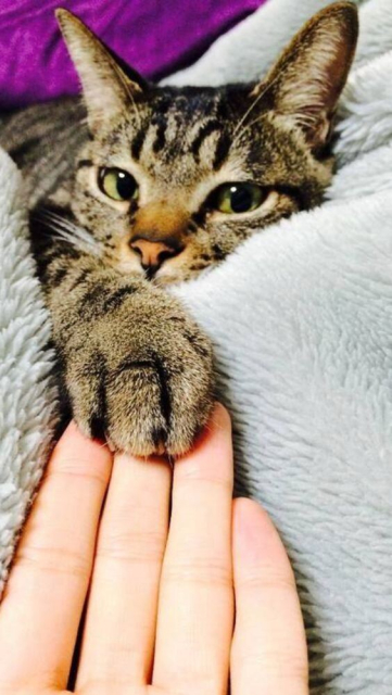 A nice tabby cat is snuggled in a blanket with one paw outstretched resting on the hand of a person. 