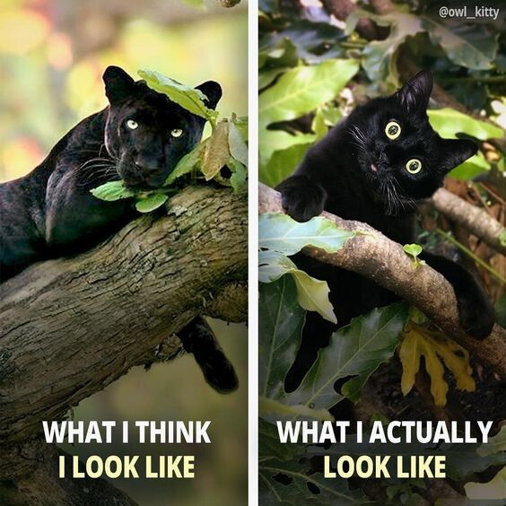 Side by side photos

First photo: beautiful black panther majestically lounging in a tree, looking at photographer with lovely deep golden eyes

Caption: What I think I look like

Second photo: wide eyed black kitten with tip of tongue hanging out, on a branch, yellow eyes giving it a slightly demented look

Caption: What I really look like