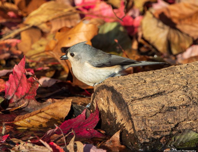 A gray and white tufted titmouse foraging on the ground next to a log and colorful autumn leaves.