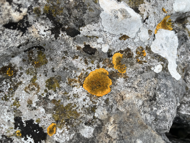 Sunburst lichen. A round lichen which is yellow in colour, with raised spots in and around the centre