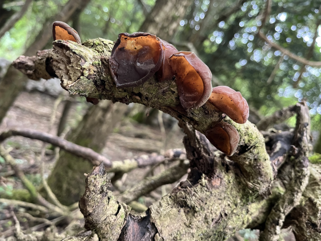 A cluster of five brown wood ear fungi growing out of a thin branch. 