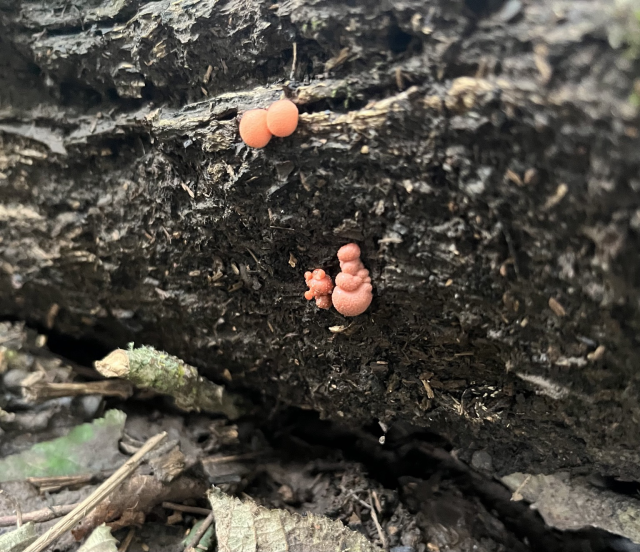 What I think are wolf’s milk slime moulds. Small round and bulbous orange slimes clustered together in two groups on a dead piece of wood