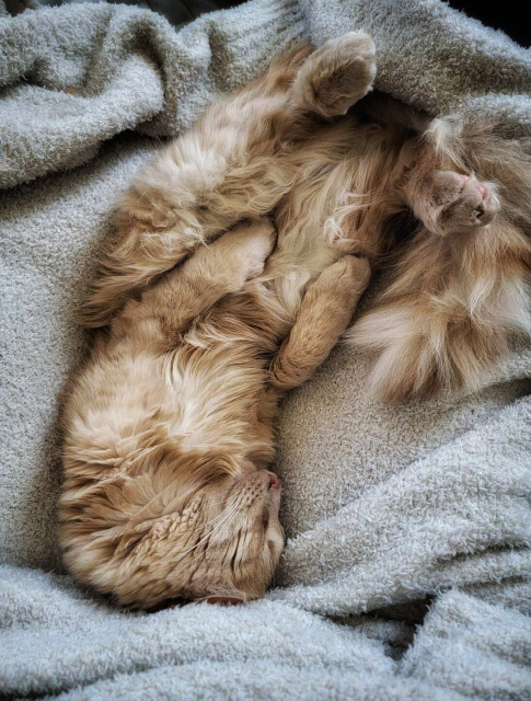 Hawk, our orange rescue cat, is napping upside down on a blanket on the couch. Hawk's back feet are sticking straight up in the air.