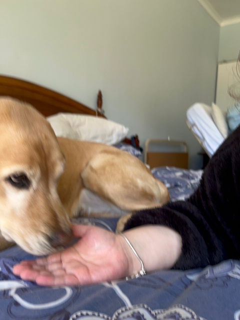 A yellow lab cross golden retriever, Ophelia, is eagerly licking her owner's hand.