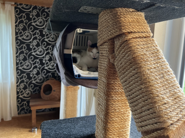 A white cat with I believe black spots is lying in a pet carrier which is hanging from a big cat tree.