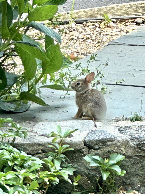 Very small bunny eating some weeds I haven’t pulled. The bunny has small ears, and is a brown-grey colour. 

The adorableness is over 9000.