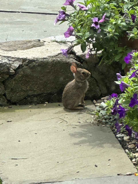 Small brown-grey bunny looking at some purple petunias in a large terracotta pot. 

I really want to pet the bunny. 
