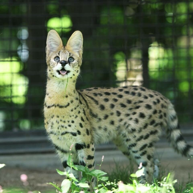 Photo of a serval, a spotted cat-like creature with large ears. This one is looking at the camera doing a mlem