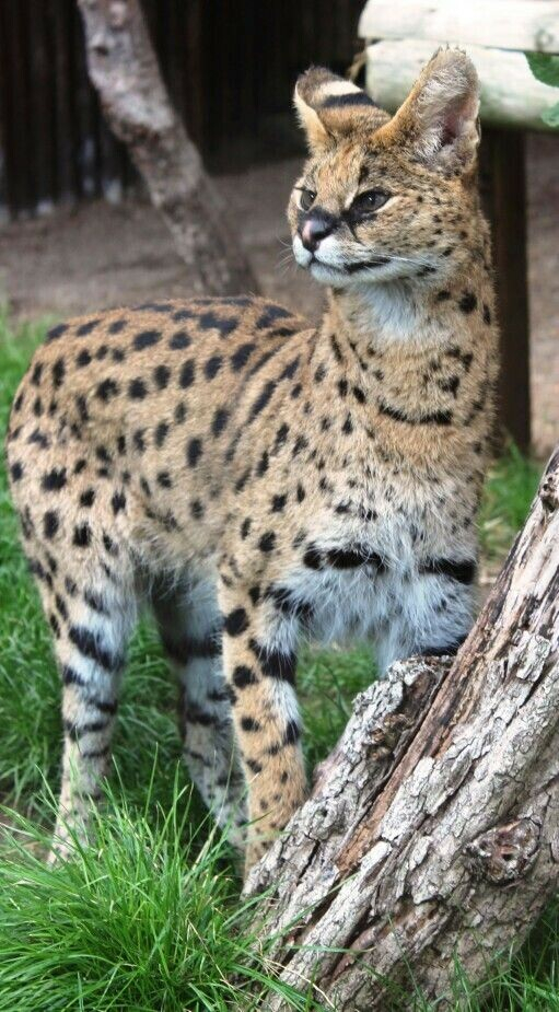 Photo of a serval, a cat-like spotty creature. This photo reveals just how fucked up its proportions are, with very long legs and huge ears