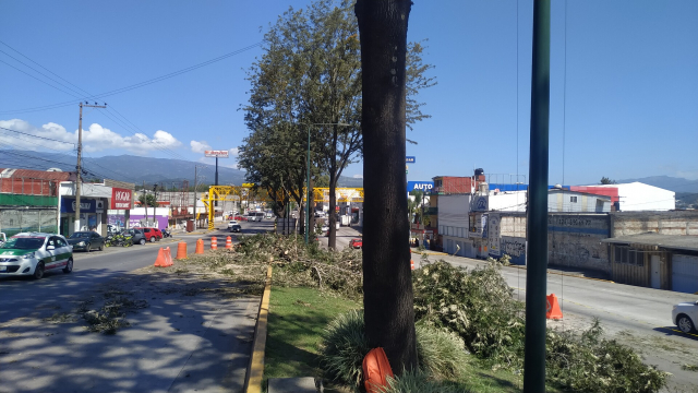 foto desde el camellón de una avenida. Se pueden ver ramas y troncos tirados y algunos conos rodeando