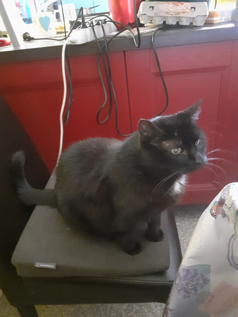 Here is Srček, our oldest, a black cat with a white stripe on her neck. She is a proper lady, currently most ellegantly sitting on a chair, waiting for us to realise that she, too, has the right to eat lunch. 