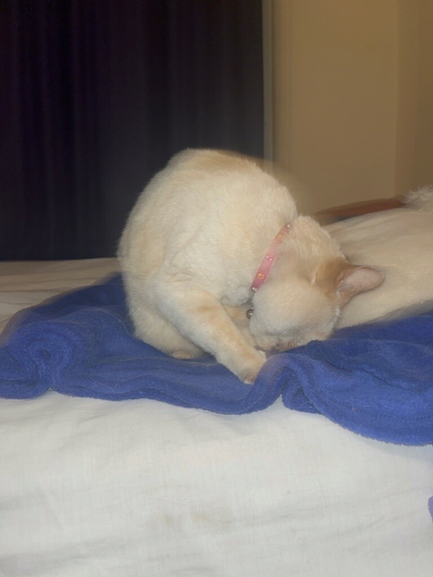 A white cat curled up on his favourite blue blanket.